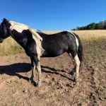 Lote: 21 - Lote: 21 - Padrillo - Alférez Caraguata