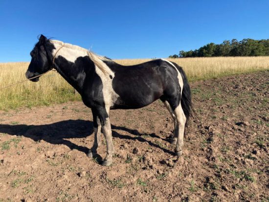 Lote: 21 - Lote: 21 - Padrillo - Alférez Caraguata