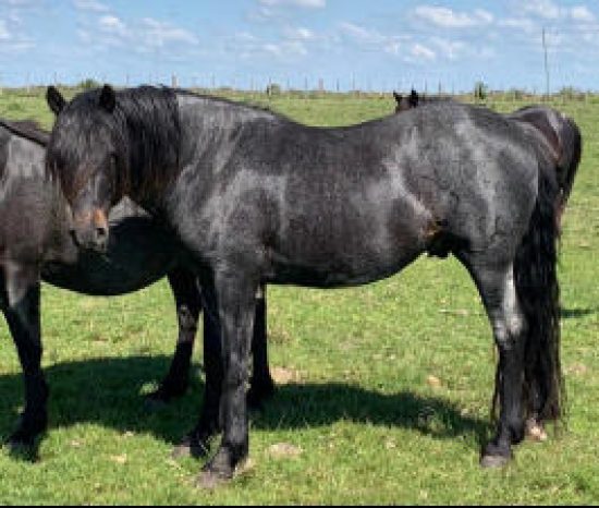 Lote: 22 - Lote: 22 - Padrillo - Buricayaupi Oriente 25