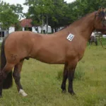 Lote: 24 - Lote: 24 - Padrillo - Trébol Naquiña
