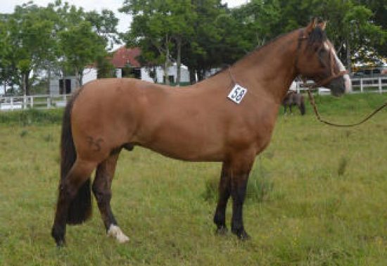 Lote: 24 - Lote: 24 - Padrillo - Trébol Naquiña