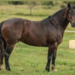 Lote: 25 - Lote: 25 - Padrillo - Pora Porron
