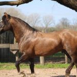 Lote: 26 - Lote: 26 - Padrillo - Pora Cantagallo