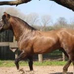 Lote: 26 - Lote: 26 - Padrillo - Pora Cantagallo