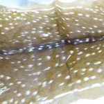 Lote: 368 - Lote: 368 - Cuero de venado
