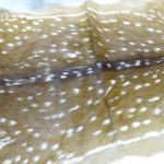 Lote: 368 - Lote: 368 - Cuero de venado