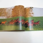 Lote: 22 - Lote: 22 - Catálogo